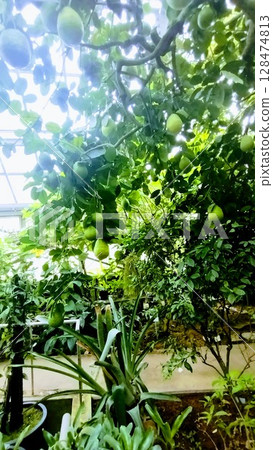 筑波植物園的檸檬黃松 128474813