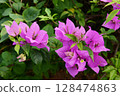 Purple bougainvillea flowers is a genus of thorny ornamental vines, bushes and trees in the family Nyctaginaceae. Native to Brazil, Peru and Argentina, it has various colors including white and red. 128474863
