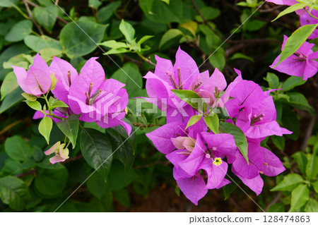 Purple bougainvillea flowers is a genus of thorny ornamental vines, bushes and trees in the family Nyctaginaceae. Native to Brazil, Peru and Argentina, it has various colors including white and red. 128474863