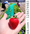 Family picking strawberries 128474983