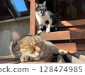 Cat taking a nap at the shrine 128474985