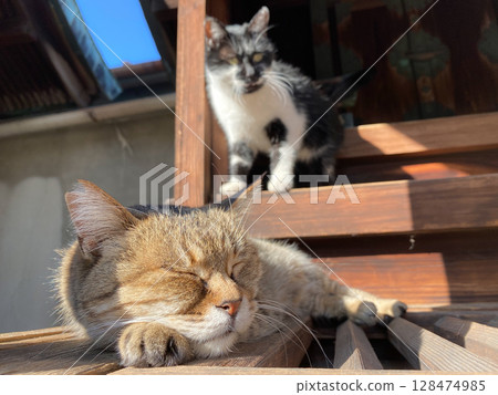 在神社裡打盹的貓 在神社裡打盹的貓 128474985