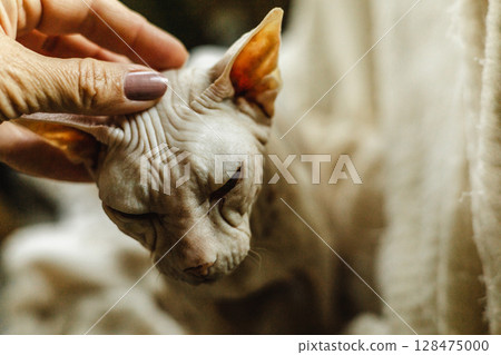 Hand gently petting sphynx cat with closed eyes, close-up of wrinkled skin and relaxed pose 128475000