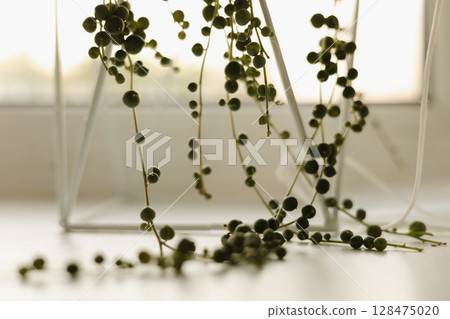 Close-up of string of pearls plant on white surface, soft natural light, minimalist decor 128475020