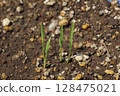Germinated rice 128475021