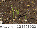 Germinated rice 128475022