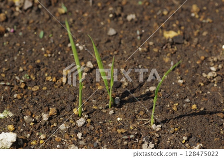 Germinated rice 128475022