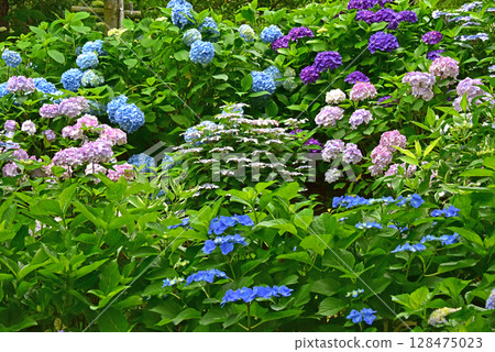 靜岡縣，嘉水百合園，繡球花 128475023