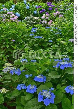 靜岡縣 香井百合園 繡球花田 128475025