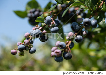 Fruitful blueberry fruit, soon to eat 128475052