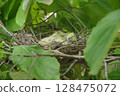 Pigeon nest with chicks 128475072