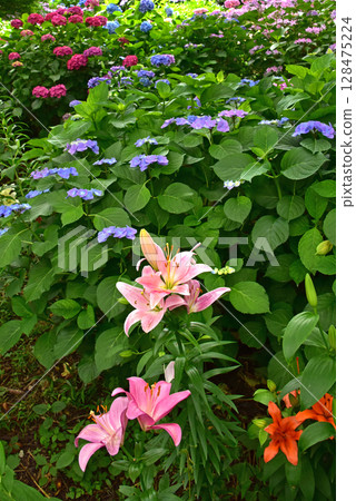 Shizuoka Prefecture Kasui Lily Garden: Lilies and hydrangeas Shizuoka Prefecture Kasui Lily Garden: Lilies and hydrangeas 128475224