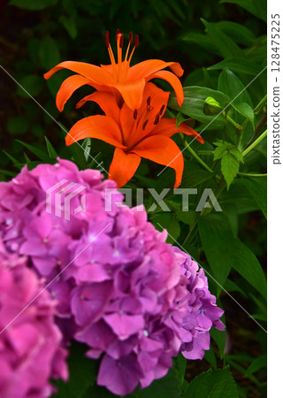 Shizuoka Prefecture Kasui Lily Garden: Lilies and hydrangeas Shizuoka Prefecture Kasui Lily Garden: Lilies and hydrangeas 128475225