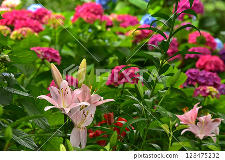 Shizuoka Prefecture Kasui Lily Garden: Lilies and hydrangeas Shizuoka Prefecture Kasui Lily Garden: Lilies and hydrangeas 128475232