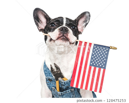 Cute puppy, American Flag, denim overalls and pliers 128475253