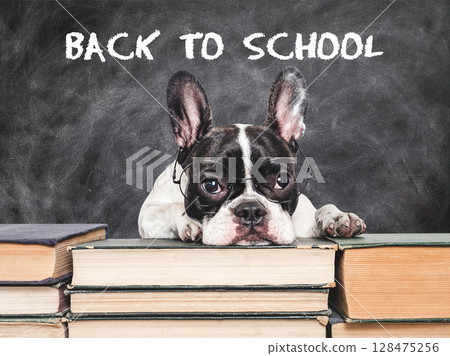 Back to school. Cute puppy and blackboard with inscription 128475256