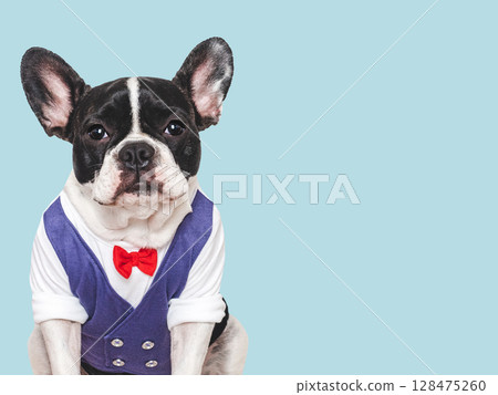 Cute puppy, white shirt and red bow tie 128475260