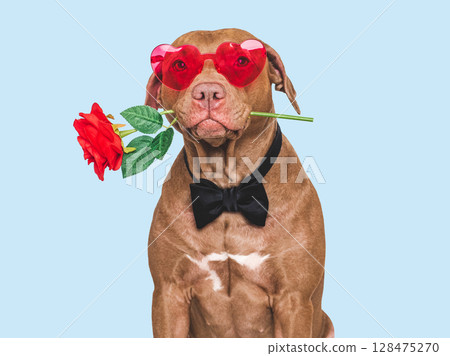 Happy Valentine's Day. Stylish dog and red sunglasses 128475270
