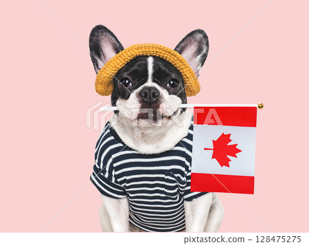 Cute puppy, sunhat and Canadian Flag. Studio shot Cute puppy, sunhat and Canadian Flag. Studio shot 128475275
