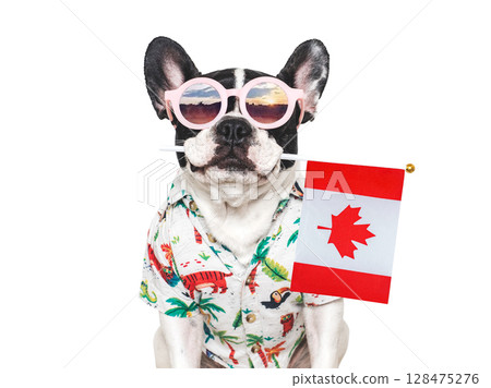 Cute puppy, sunglasses and Canadian Flag. Studio shot Cute puppy, sunglasses and Canadian Flag. Studio shot 128475276