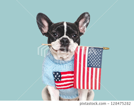 Cute puppy holding American Flag. Studio shot Cute puppy holding American Flag. Studio shot 128475282