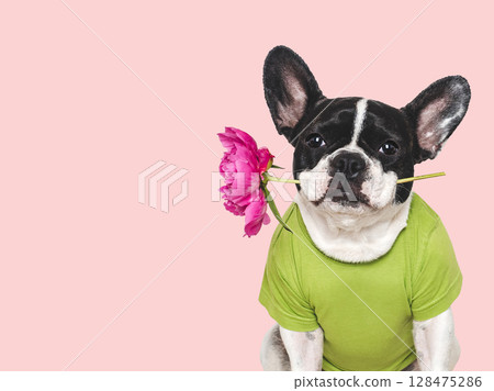 Cute puppy and bouquet of red peonies 128475286