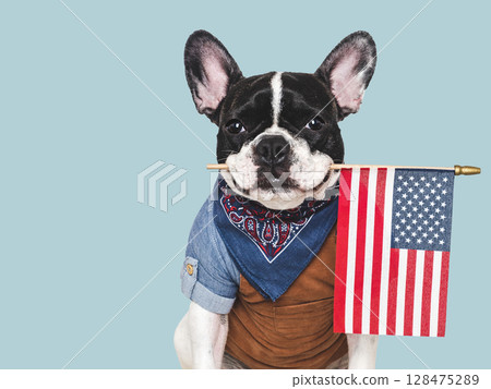 Cute puppy and American Flag. Studio shot 128475289
