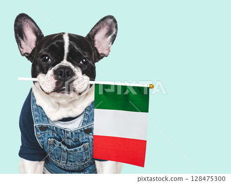 Charming puppy and Italian Flag. Studio shot 128475300