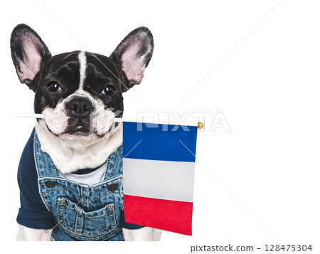 Charming puppy and French Flag. Studio shot 128475304
