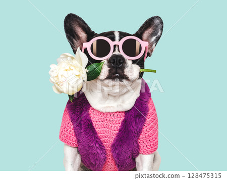 Cute puppy, sunglasses and white peony. Studio shot 128475315
