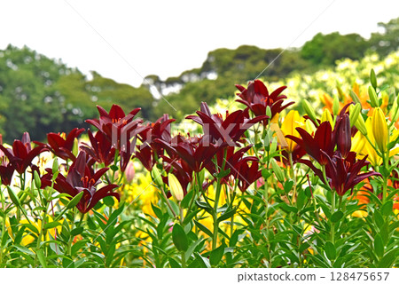 Shizuoka Prefecture Kasui Lily Garden Lilies 128475657