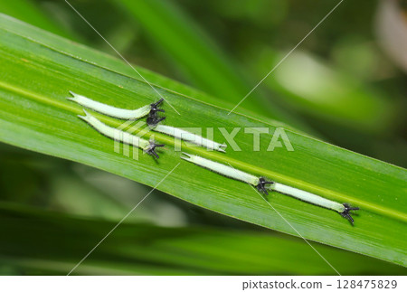 紫芒葉上可愛的黑頭兔耳黑蝴蝶幼蟲（戶外野外昆蟲微距攝影） 128475829