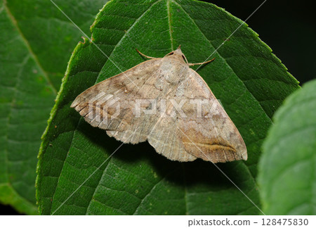 A common moth resting its wings in a midsummer woodland (outdoor field insect macro photography) 128475830