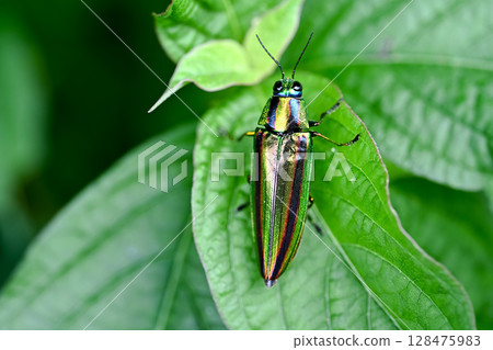 A badger beetle 128475983