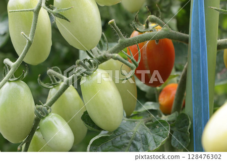 Cherry tomatoes that won't break for sale 128476302