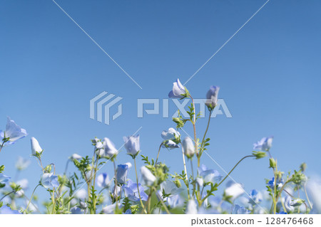 藍天與粉蝶花的春日風景① 藍天與粉蝶花的春日風景① 128476468