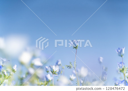 Spring scenery of blue sky and nemophila⑤ 128476472
