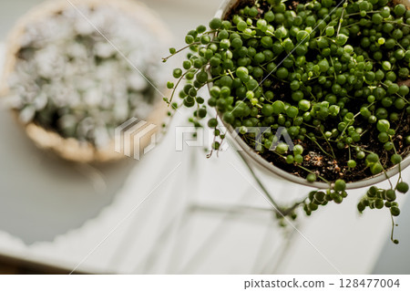 Close-up of string of pearls succulent in pot, green indoor plant, minimal home decor detail 128477004