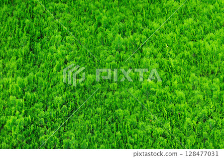 我正在新綠季節拍攝茂密的樹葉。 我正在新綠季節拍攝茂密的樹葉。 128477031