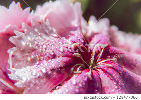 Waterdrops on a flower Waterdrops on a flower 128477066