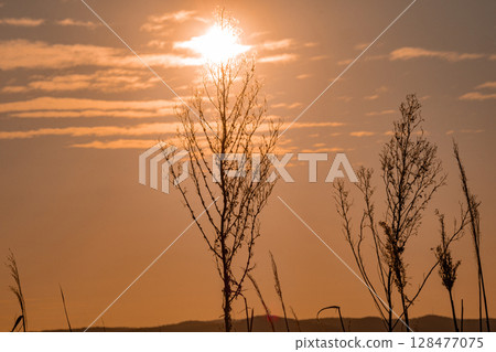 Trees under the sunset Trees under the sunset 128477075