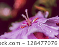 Waterdrops on a flower 128477076