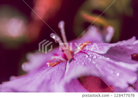 Waterdrops on a flower Waterdrops on a flower 128477076