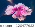 Waterdrops on a flower 128477082