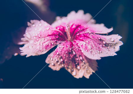 Waterdrops on a flower Waterdrops on a flower 128477082