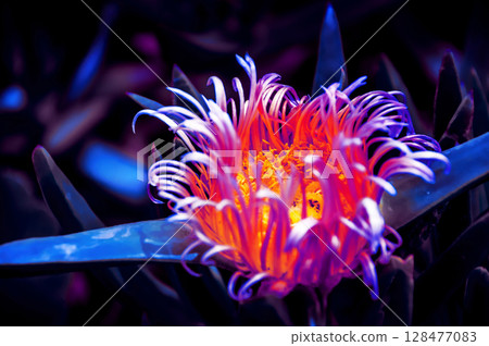 Colourful Flower curled up Colourful Flower curled up 128477083