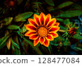 Gazania Rigens Flower 128477084