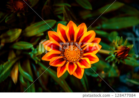 Gazania Rigens Flower Gazania Rigens Flower 128477084