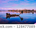 Skyline Palm Tree Reflection 128477089