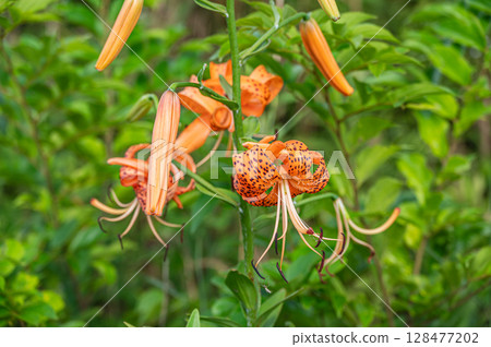 Orange flowers blooming on the banks of the Yodo River: Tiger lilies 128477202